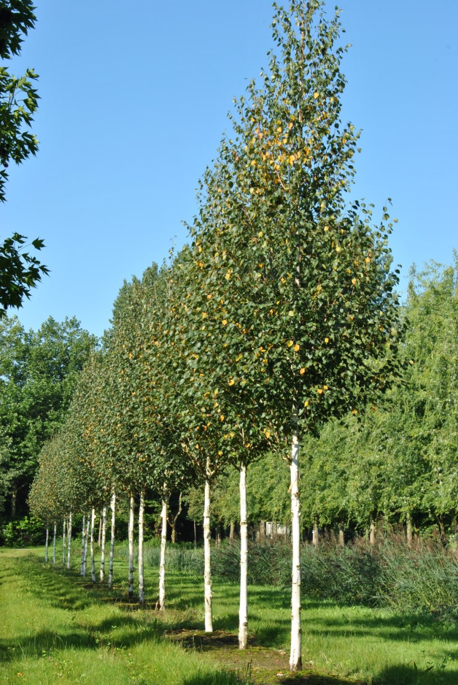 Betula albosinensis