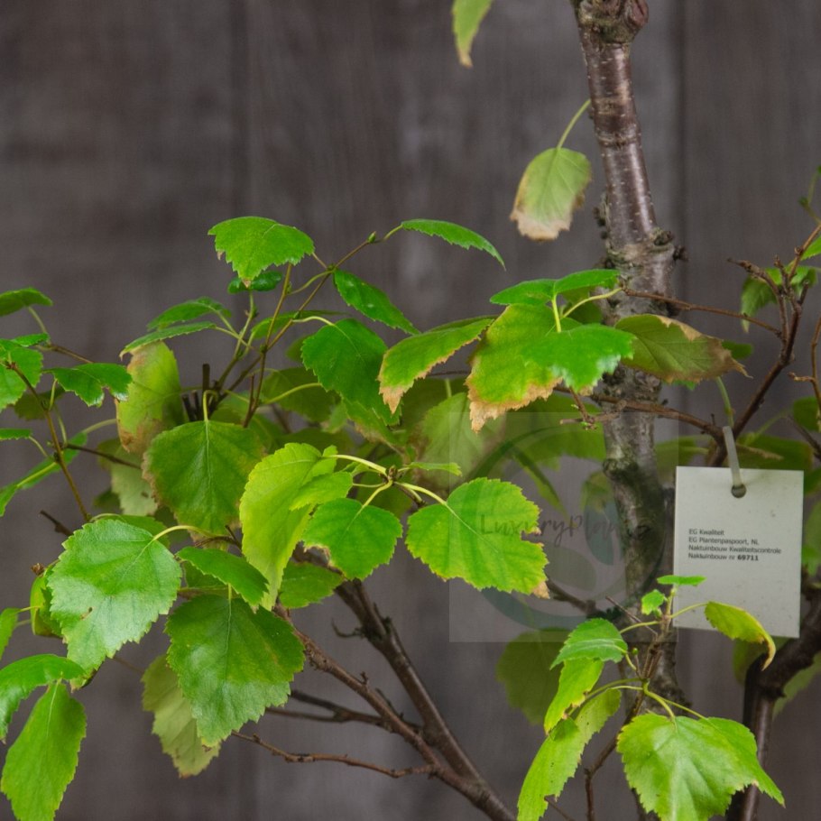 Китайская береза дерево