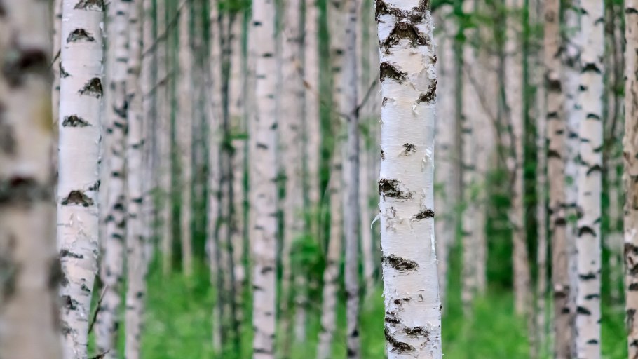 Birch forest