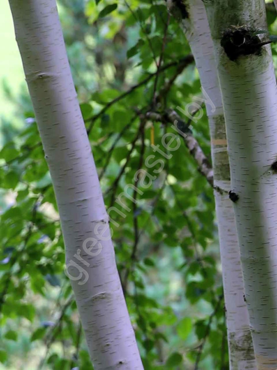 Береза 3d model