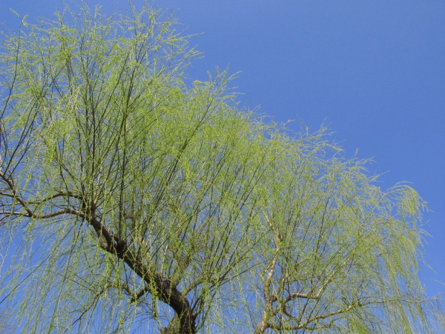 Береза повислая летом