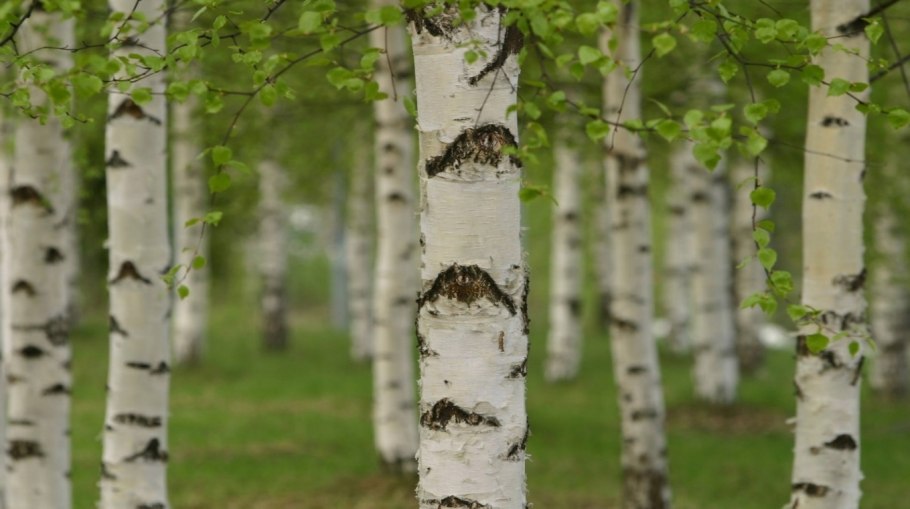 Betula utilis jacquemontii