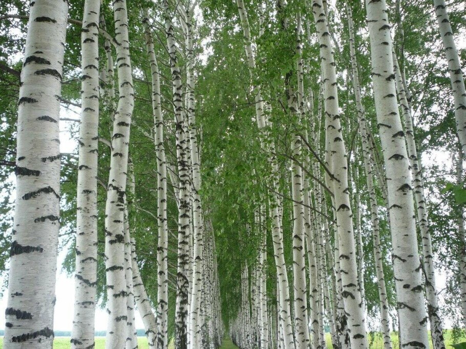 Березовая роща береза повислая