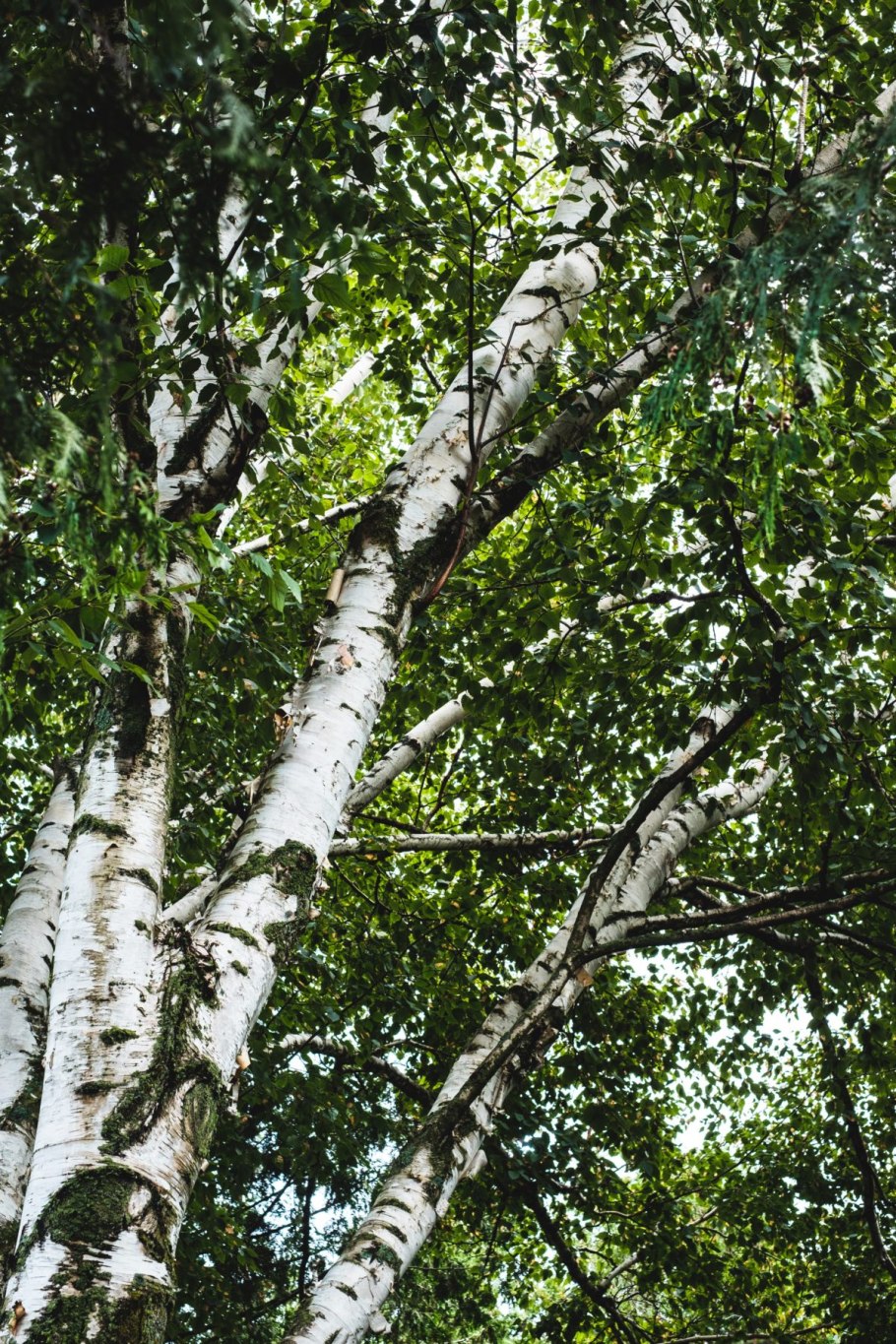 Береза маньчжурская (белая)