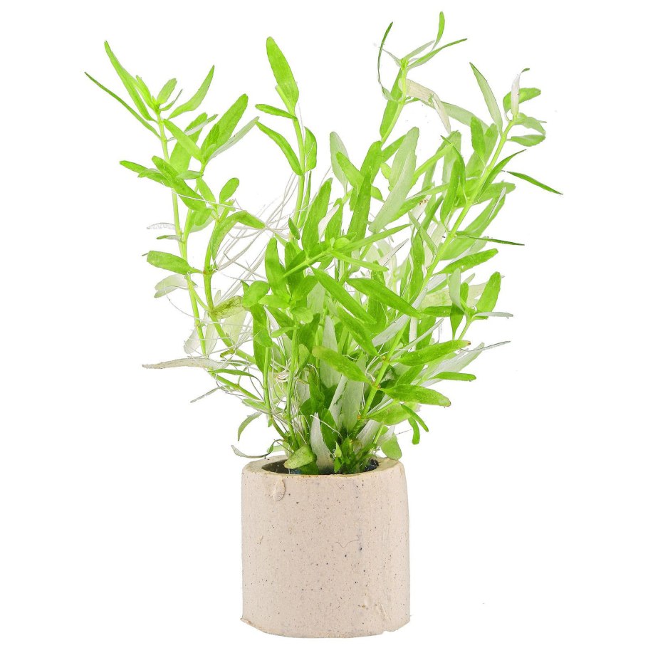 Марсилия Стаурогин