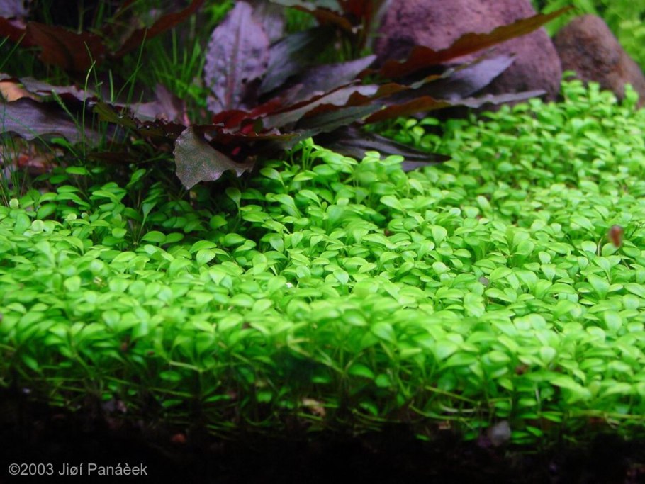 Мох спайки Taxiphyllum SP. “Spiky Moss”