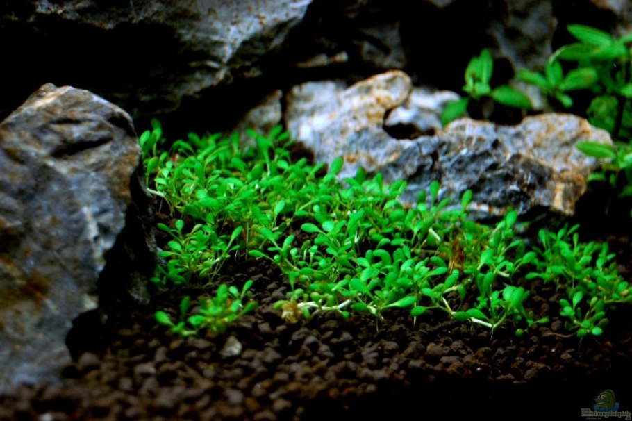 Элатина триандра