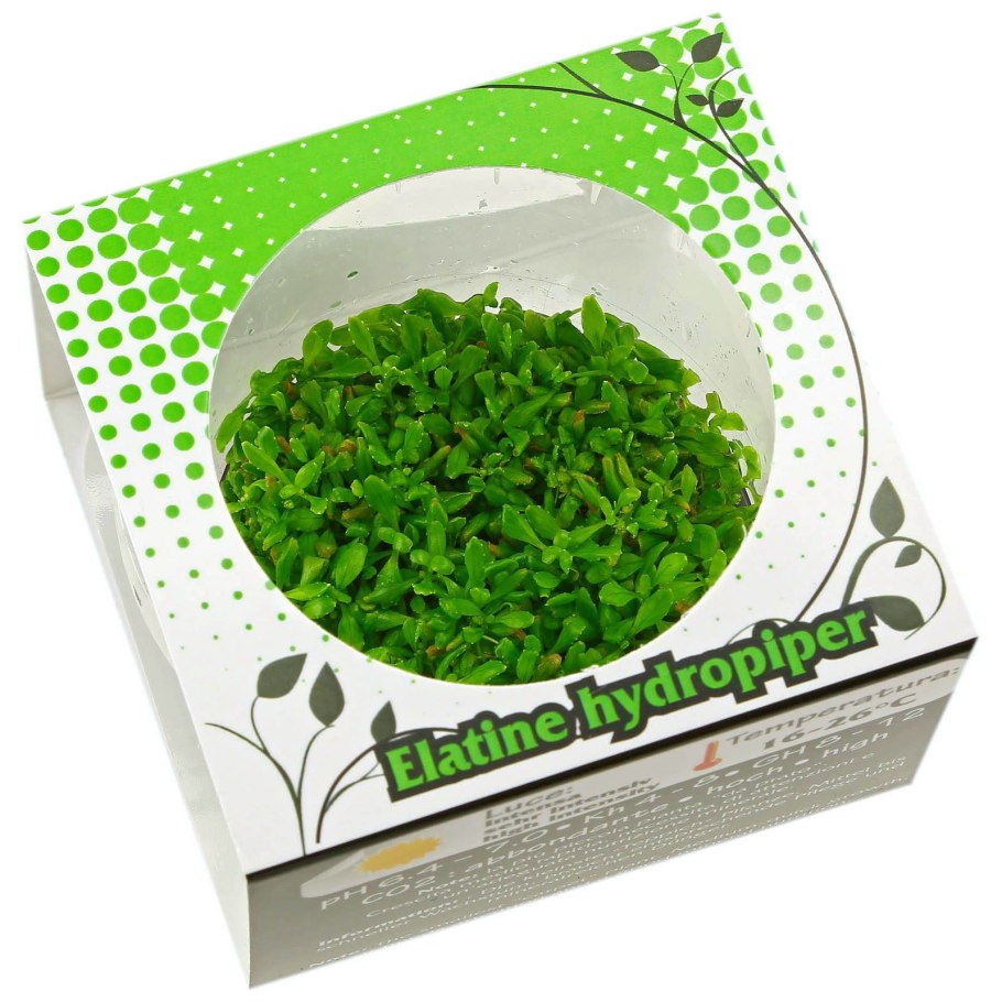 Повойничек мокричный гербарий