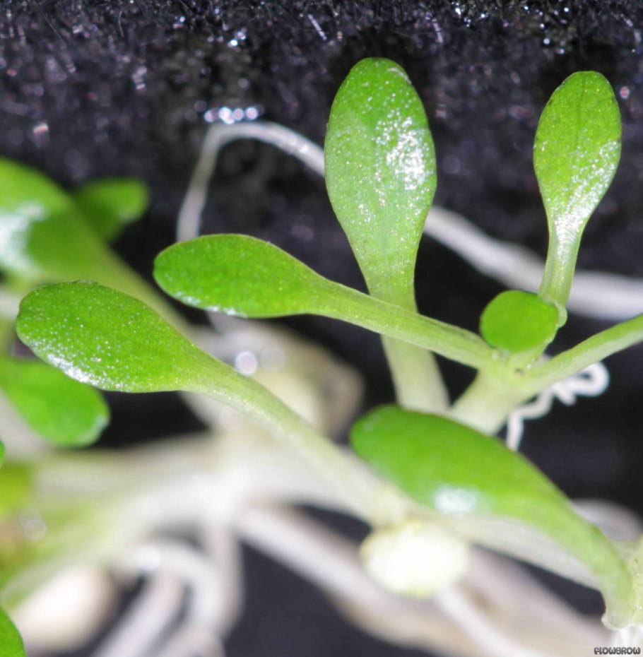 Повойничек мокричный