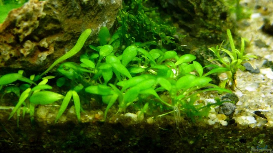 Повойничек мокричный