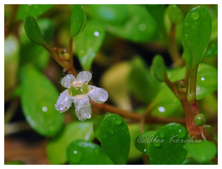Повойничек перечный