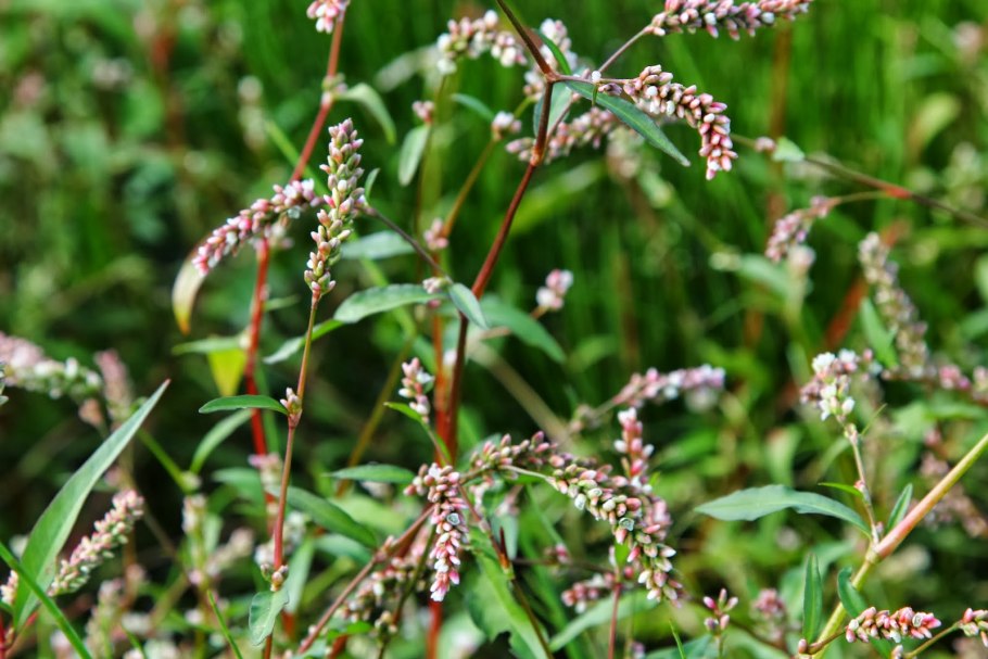 Polygonum amphibium – Горец Земноводный
