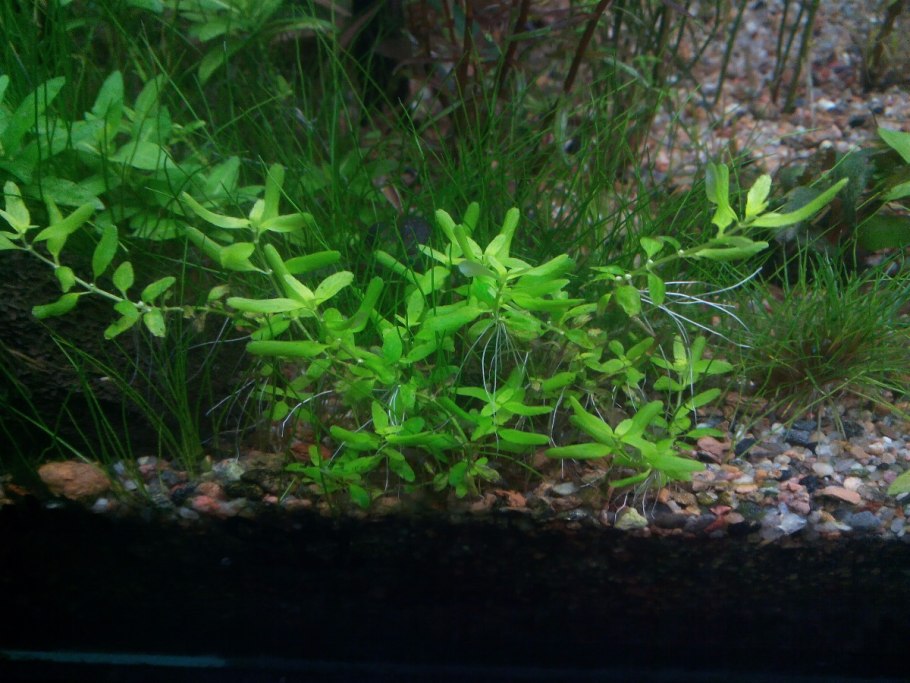 Элатина Гидропайпер