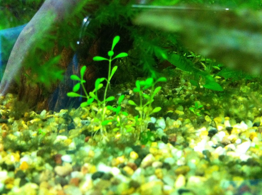 Повойничек перечный