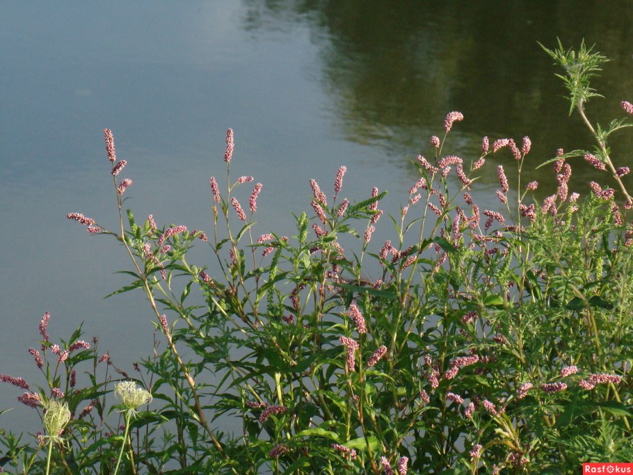 Повойничек мокричный