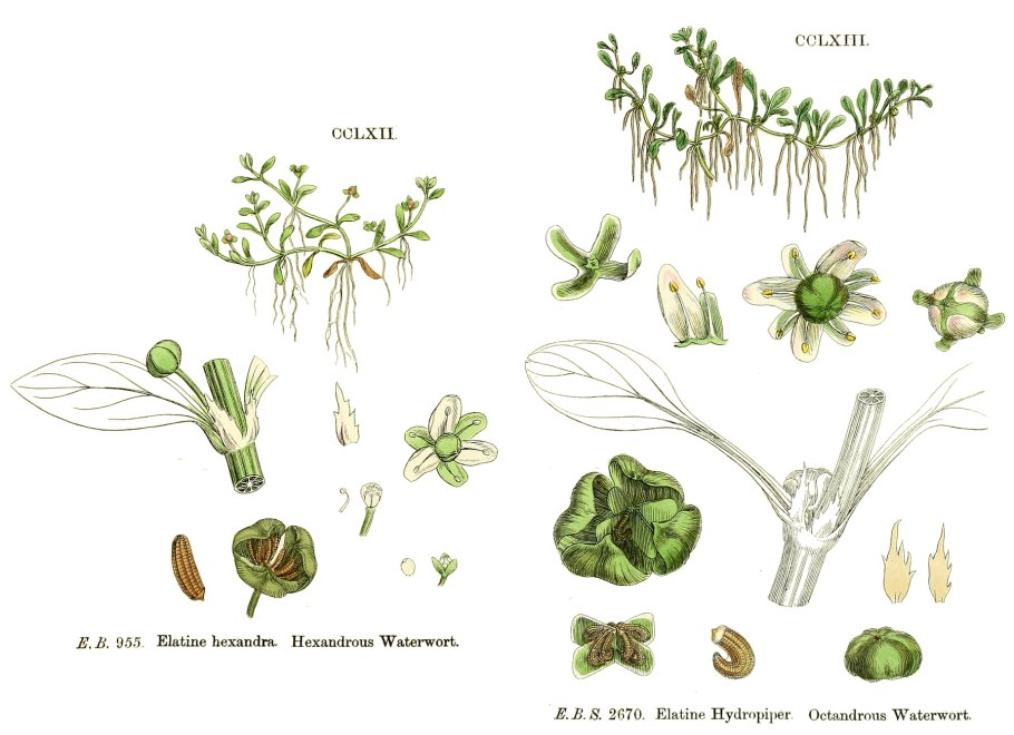 Водный Лютик Ранункулус инундатус