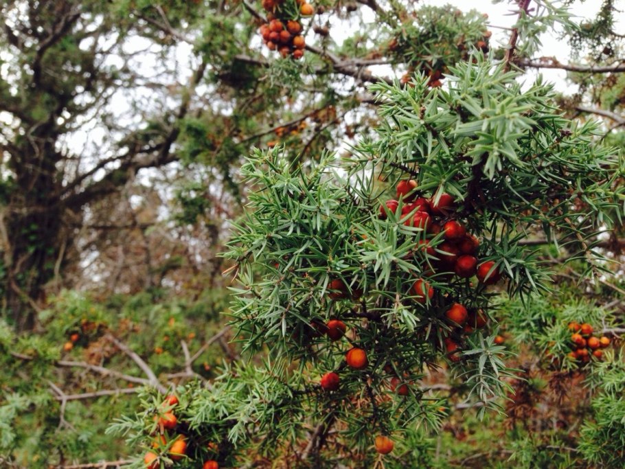 Можжевельник колючий