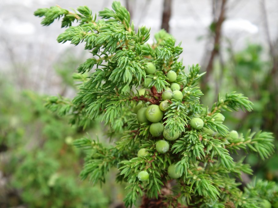 Можжевельник Успенского