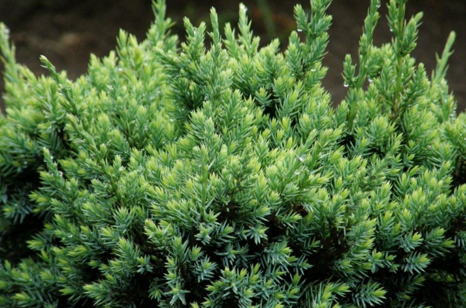 Шишкоягоды можжевельника