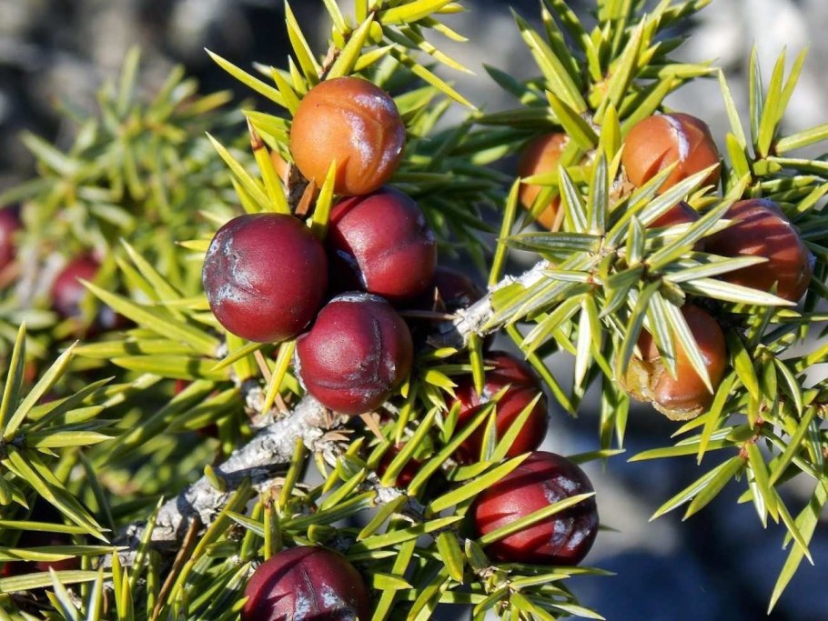 Можжевельник дельтовидный