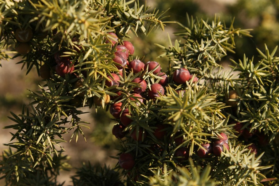 Кедр Juniperus virginiana