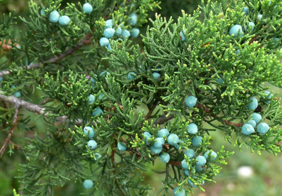 Можжевельник колючий Juniperus oxycedrus
