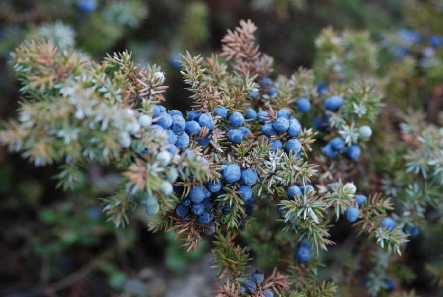 Можжевельник обыкновенный (Juniperus communis)