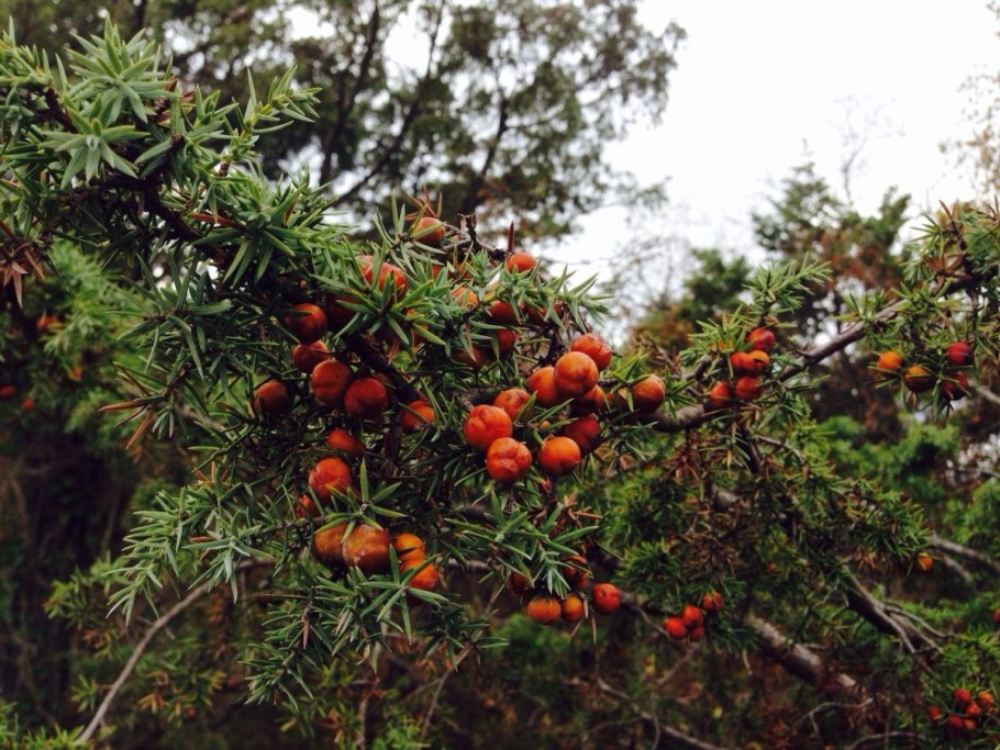 Можжевельник чешуйчатый Блю