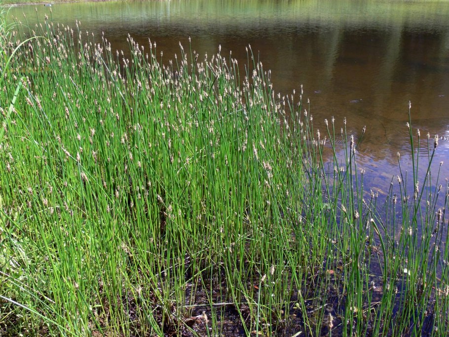 Жемчужная болотника
