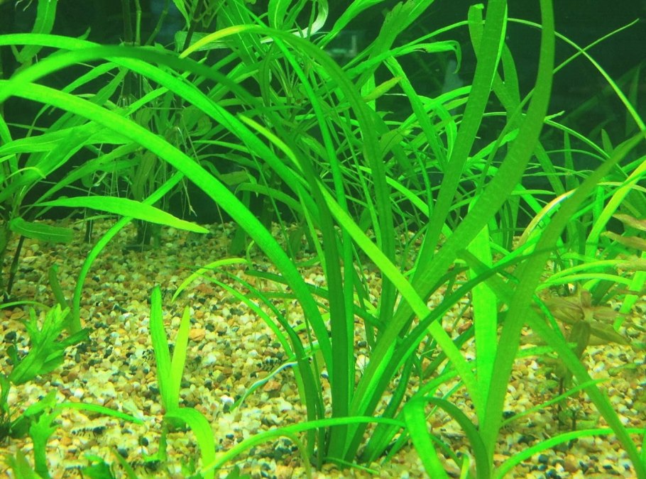 Болотник короткоплодный