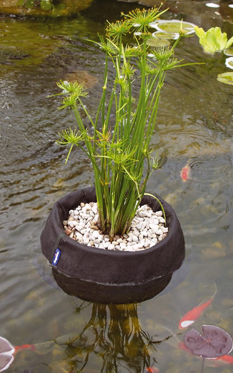 Китнисс стрелолист