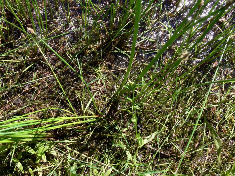 Циперус в пруду