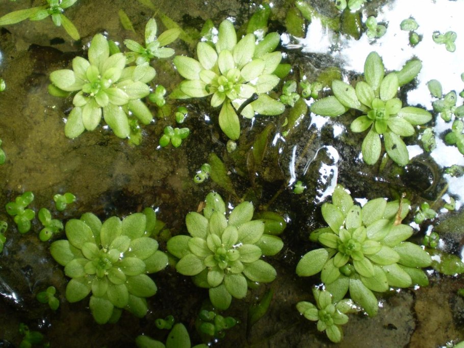 Грыжник гладкий, мюленбекия аксиларис, Мшанка шилолистная, Проломник