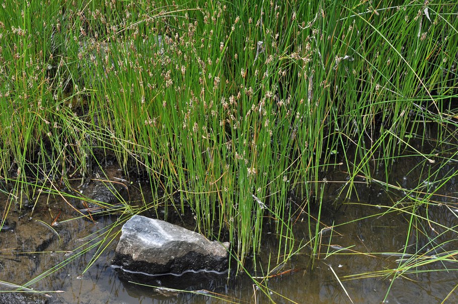 Болотник фото