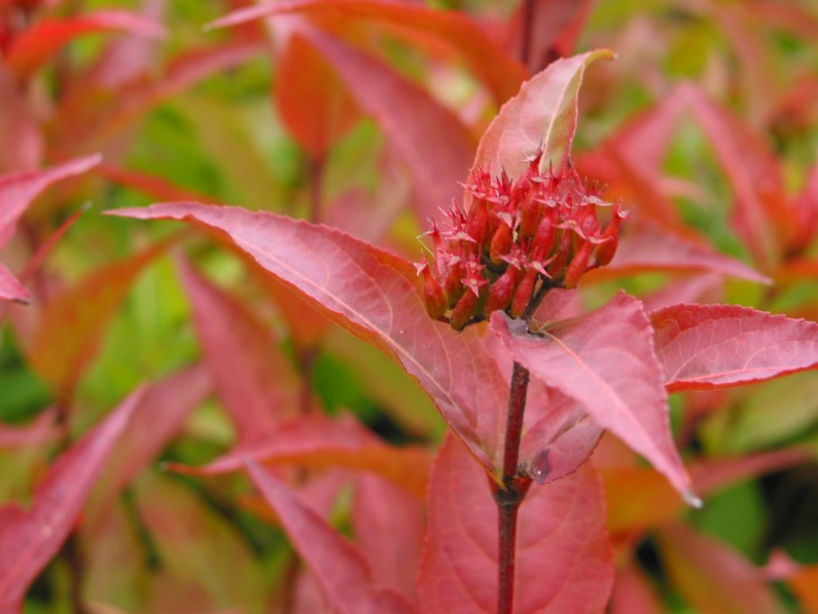 Diervilla sessilifolia 'Butterfly'
