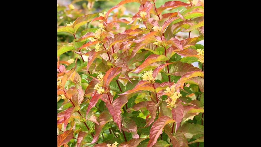 Диервилла кустарник