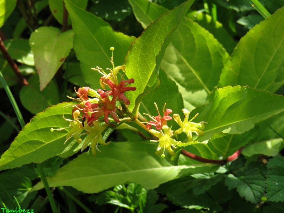 Диервилла Ханиби