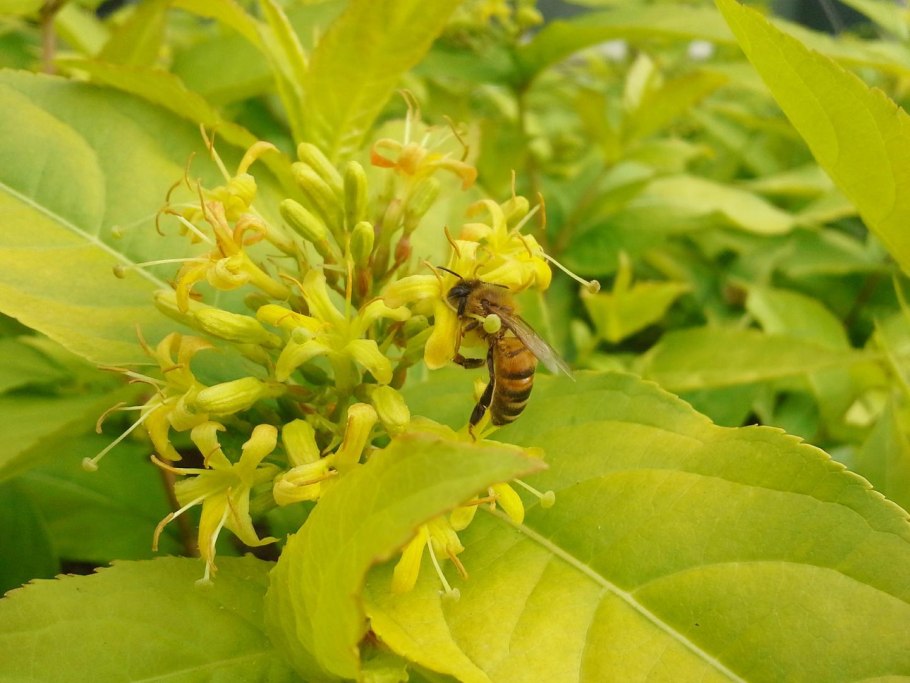 Диервилла Приречная