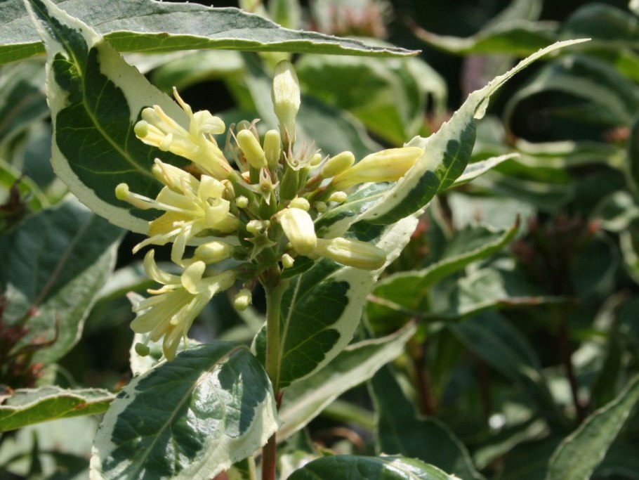 Диервилла сидячелистная cool Splash