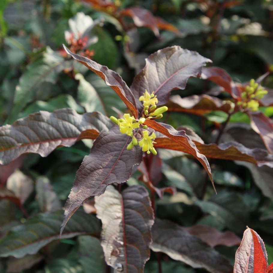 Диервилла блестящая