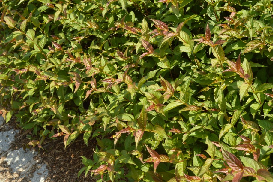 Диервилла Ручейная