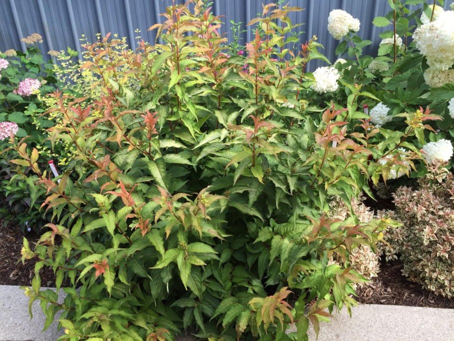 Диервилла # блестящая Diervilla splendens р9 10-20