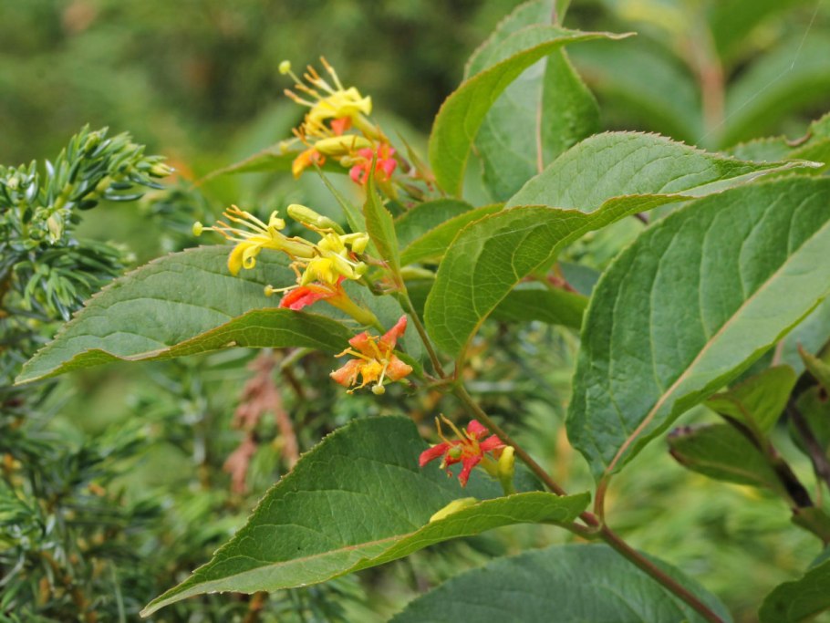 Диервилла Ручейная Троя Блэк Diervilla rivularis Troja Black