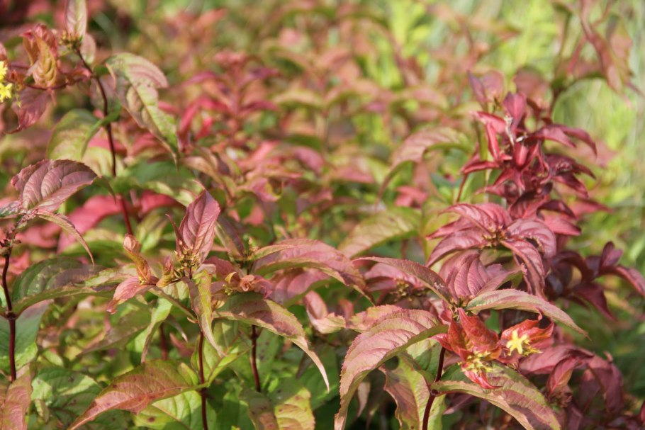 Диервилла Золотая брошь куст