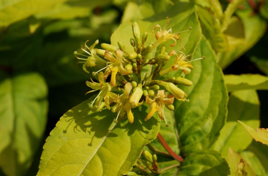 Диервилла бьютифул