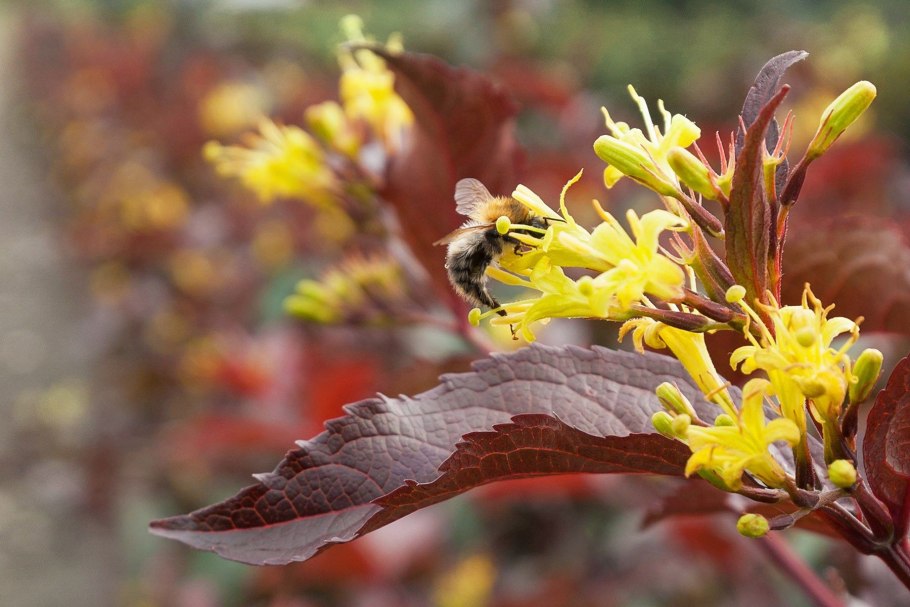 Диервилла Приречная