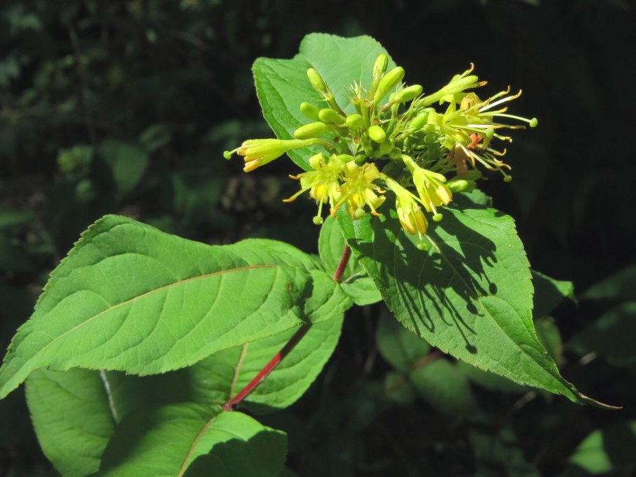 Диервилла Ханиби