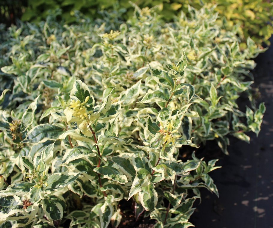 Диервилла кул Сплеш