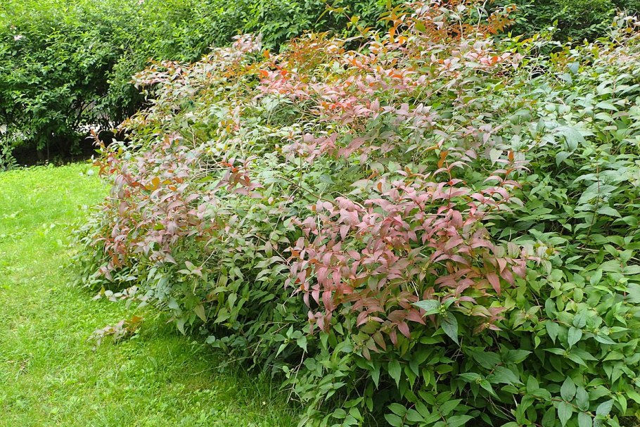 Диервилла блестящая