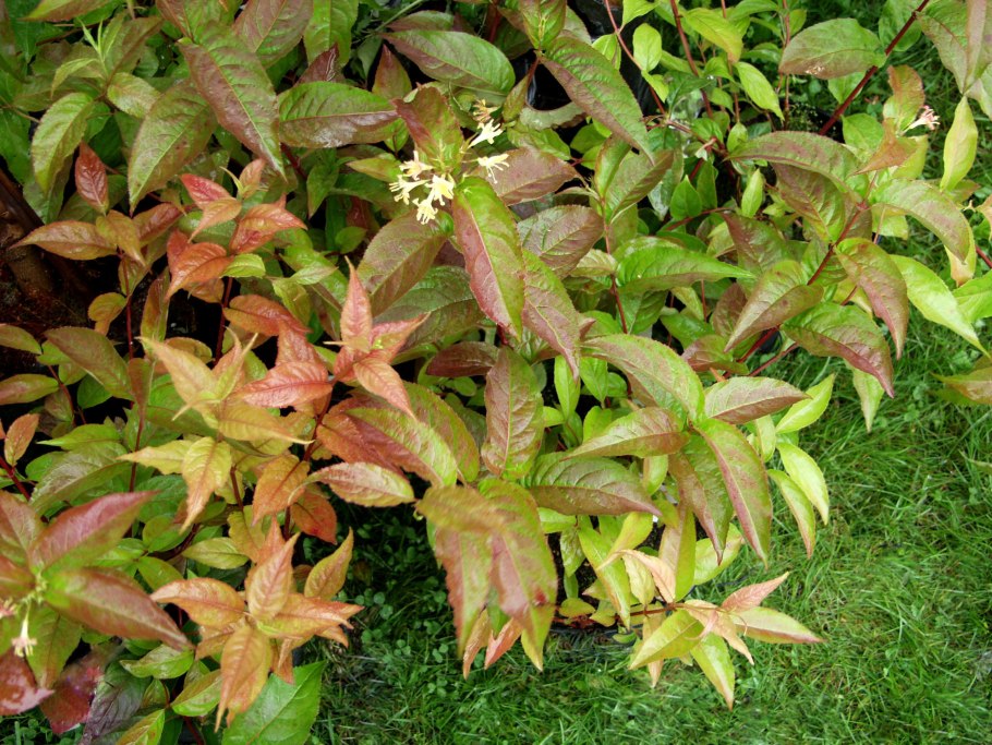 Диервилла Ручейная